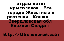 отдам котят крысоловов - Все города Животные и растения » Кошки   . Свердловская обл.,Верхняя Салда г.